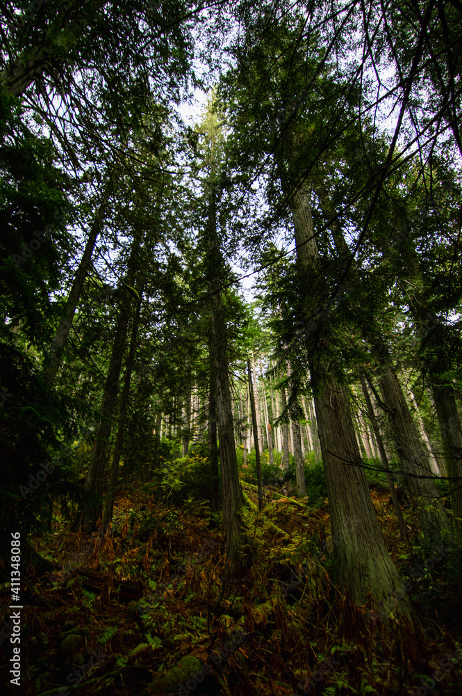 Vertical photo of large mossy trees