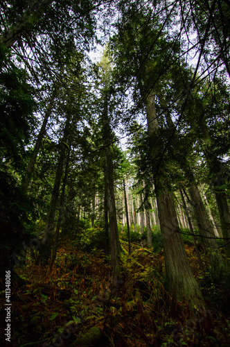 Vertical photo of large mossy trees