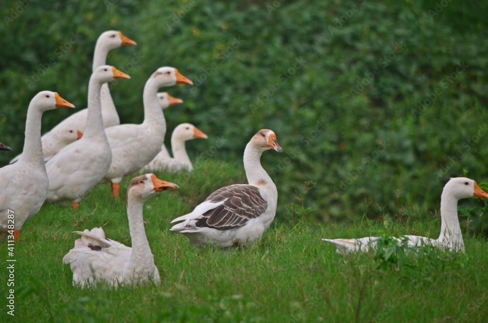 white goose white goose