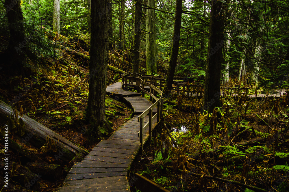 Fototapeta premium Boardwalk trail winding through the forest