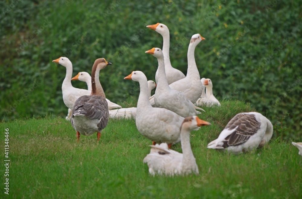 Obraz premium white goose