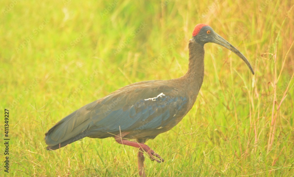 Fototapeta premium glossy ibis