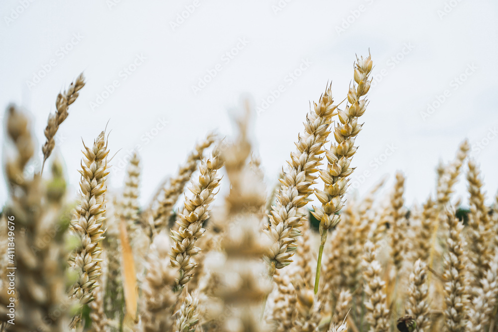 corn field on a cloudy day corn field on a cloudy day