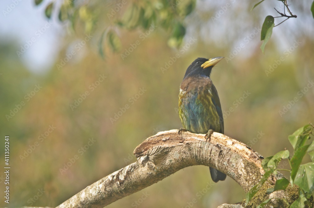 Great barbet