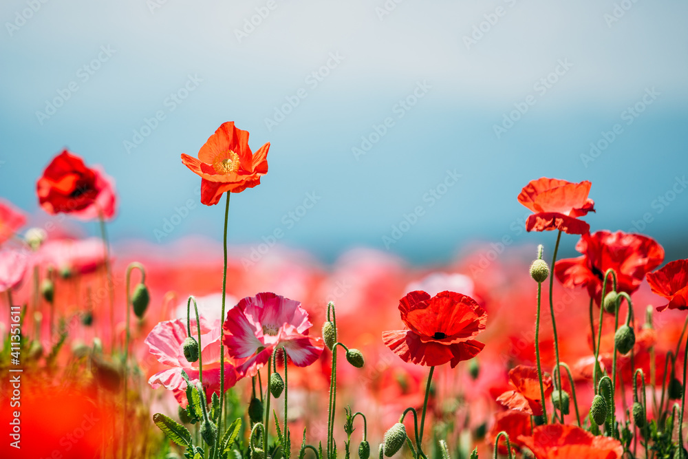 Obraz premium 満開のポピー畑