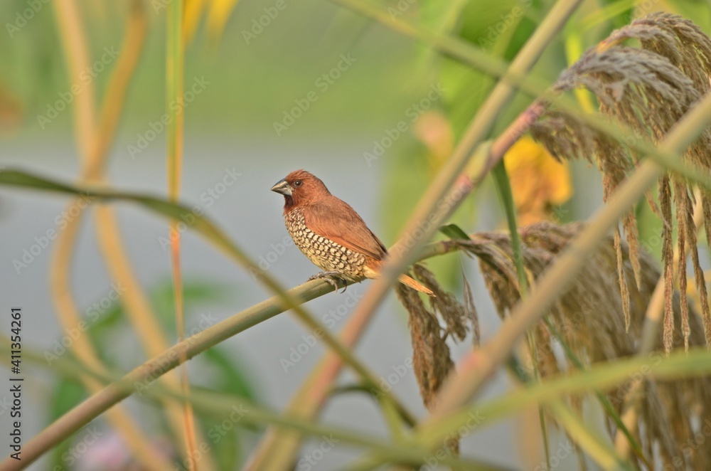 Scaly breasted munia Scaly breasted munia