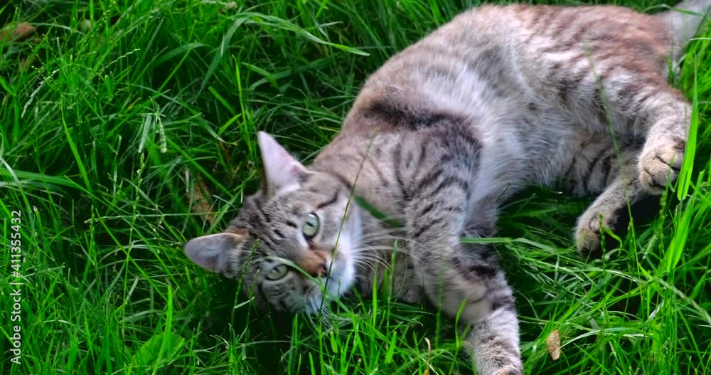Striped cat is playing outdoors on green grass. Tabby Homeless cat lies and enjoying a summer sun Striped cat is playing outdoors on green grass. Tabby Homeless cat lies and enjoying a summer sun