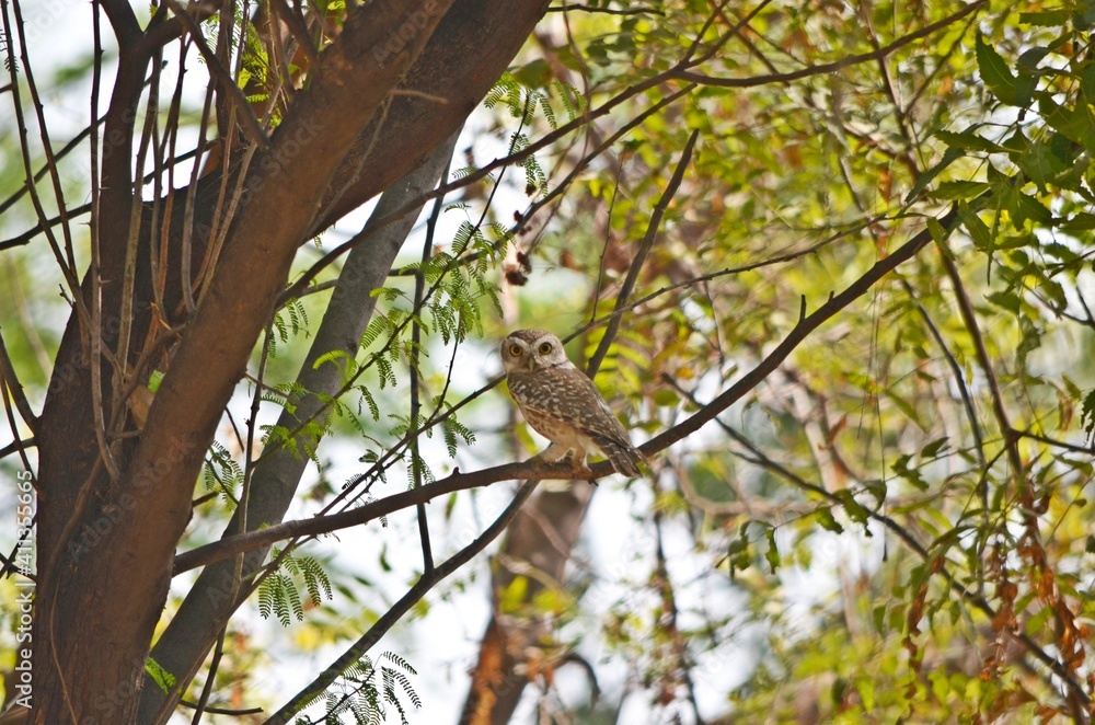 owlet owlet
