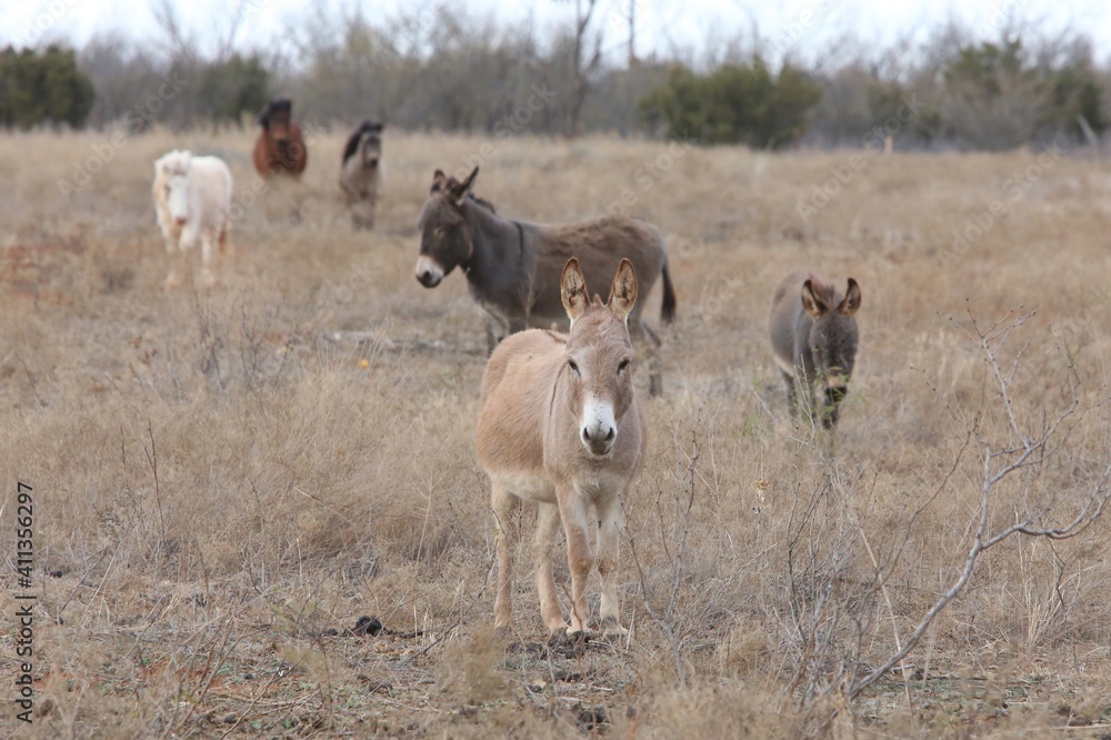 Fototapeta premium Brown donkeys with horses during the winter