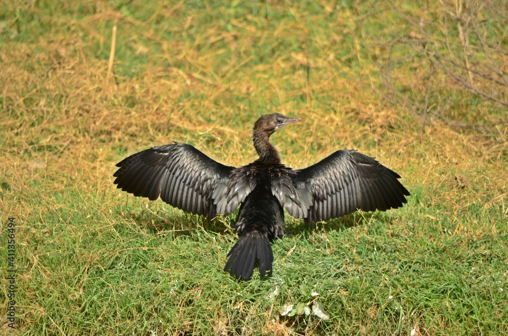 Fototapeta premium Cormorant