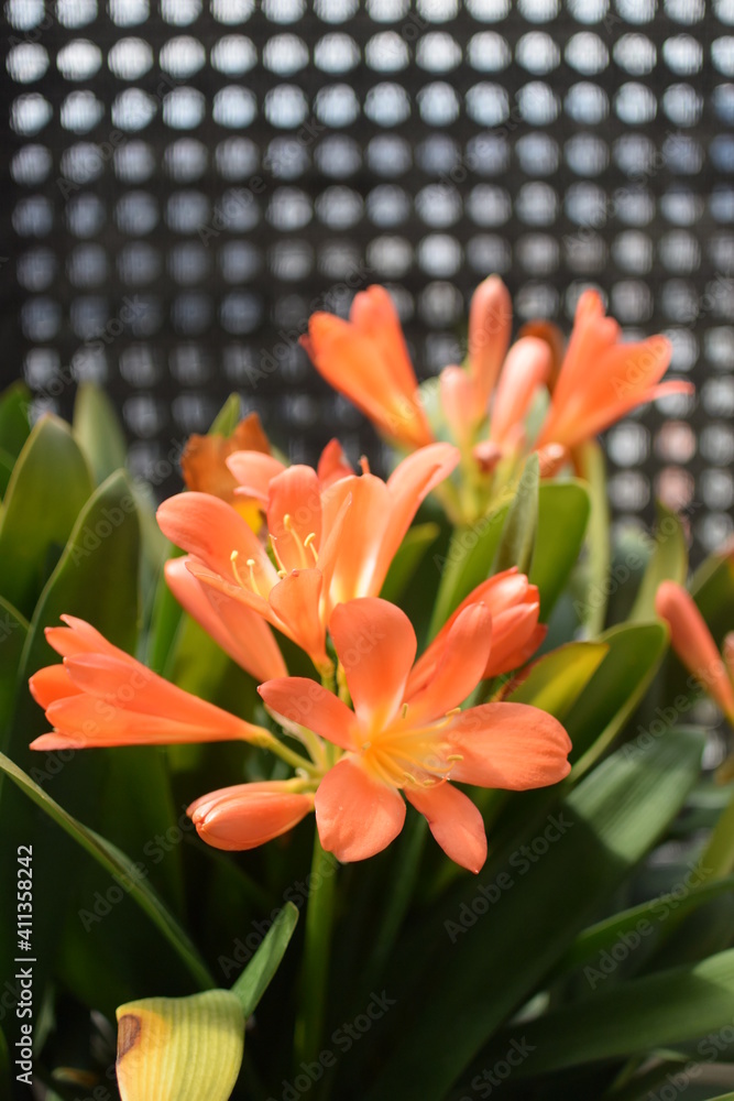 クンシランの花 クンシランの花