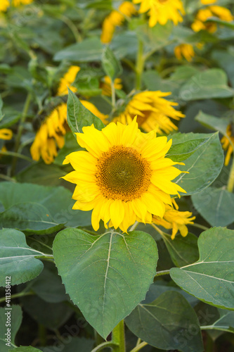 Helianthus is a genus that includes about 70 species of annual and perennial flowering plants in the Daisy family Asteraceae. With the exception of three species in South America.