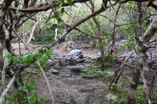 galapagos tortoise in the woods © Roy