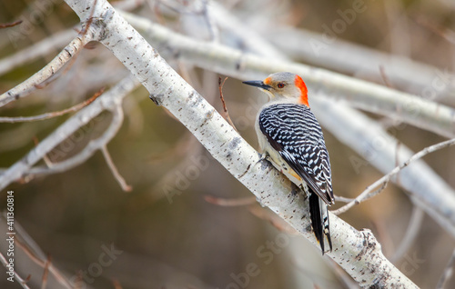 Red bellied woodpecker female on tree