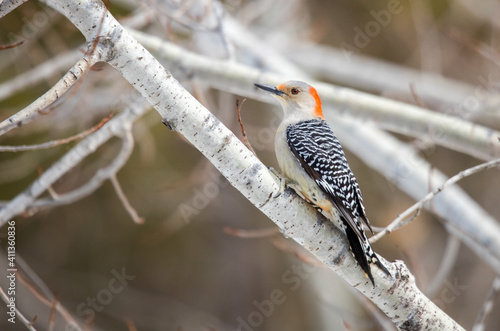 Red bellied woodpecker female on tree
