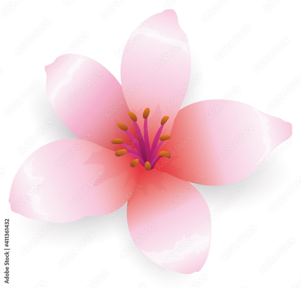 Bloomed cherry flower, isolated over white background, Vector Illustration
