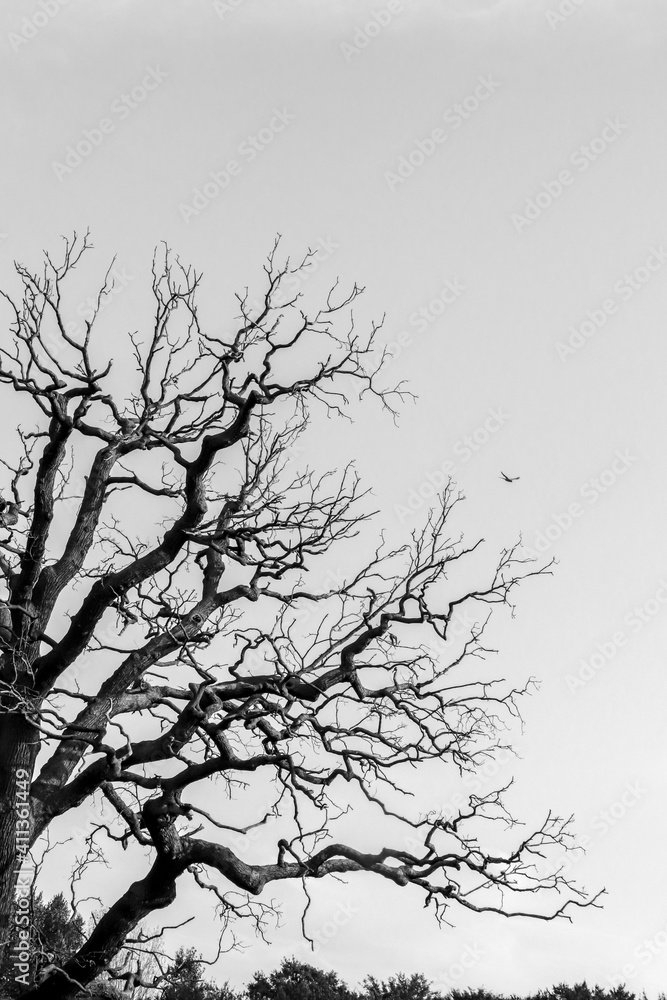 Fototapeta premium old tree without leaves and a bird in the sky