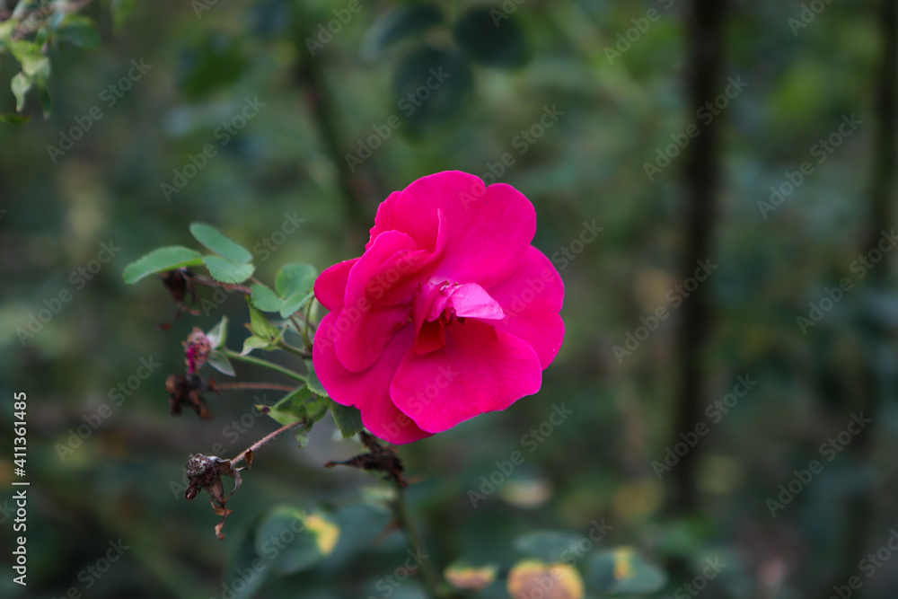 charming pink flower with leaves charming pink flower with leaves