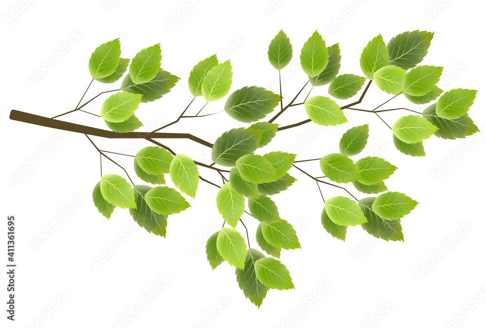 Obraz premium 新緑 葉 春 アイコン