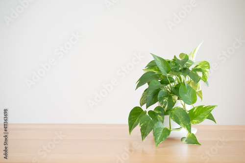 観葉植物のポトス