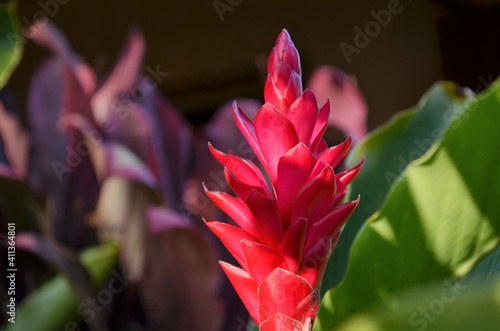 Native to Hawaii is this red ginger tubular flower