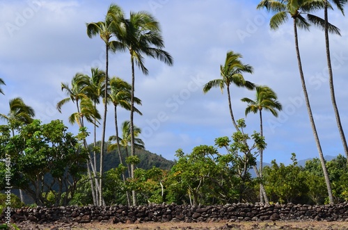 Palm trees swaying in the wind, during a tropical storm
