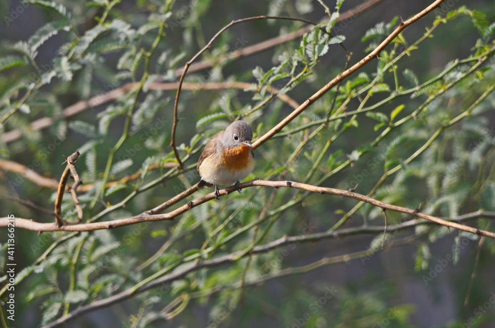 red breasted flycatcher red breasted flycatcher
