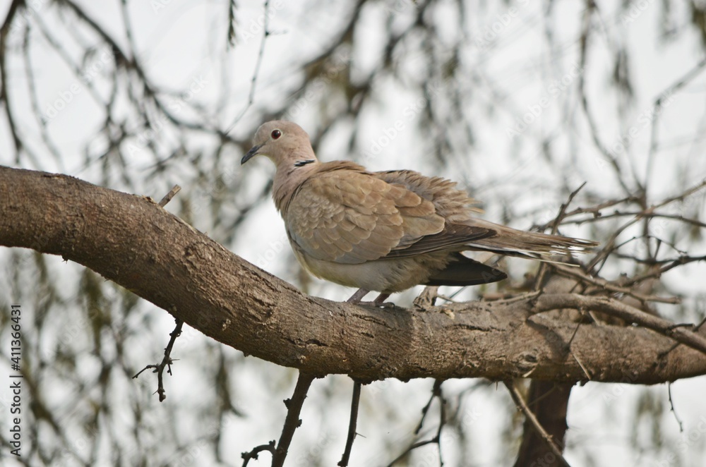 eurasian collared dove eurasian collared dove