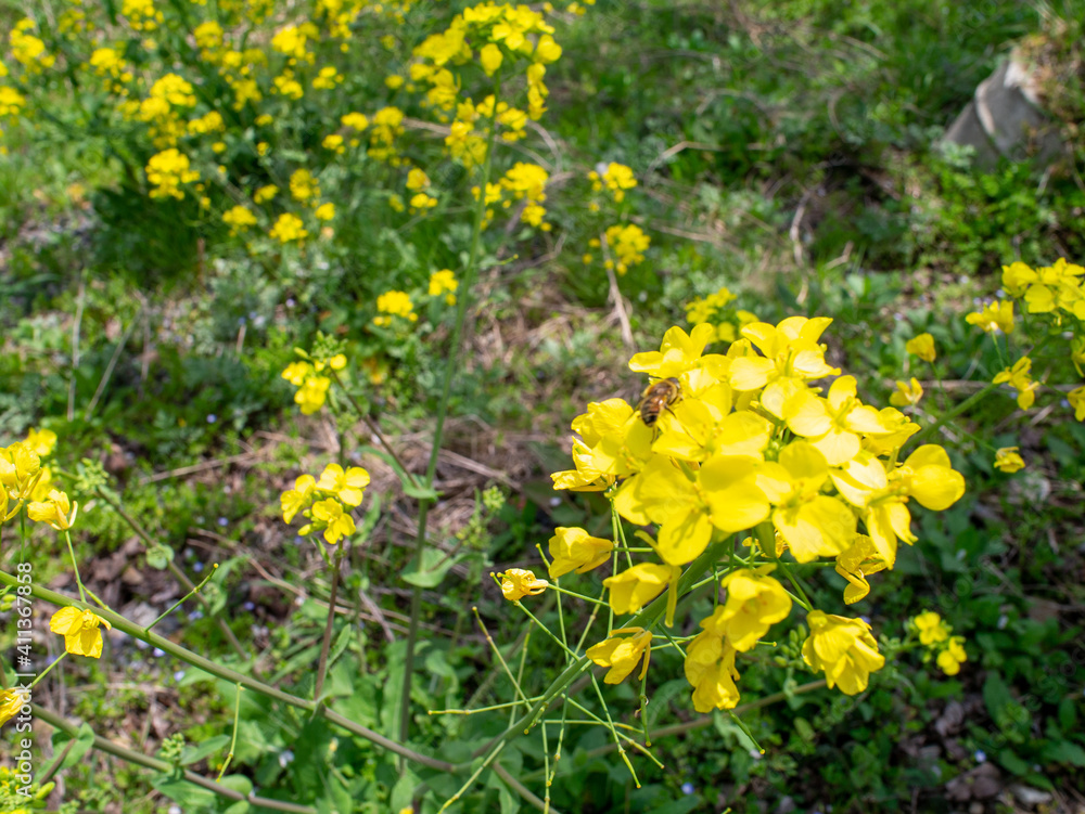 Obraz premium ミツバチと菜の花