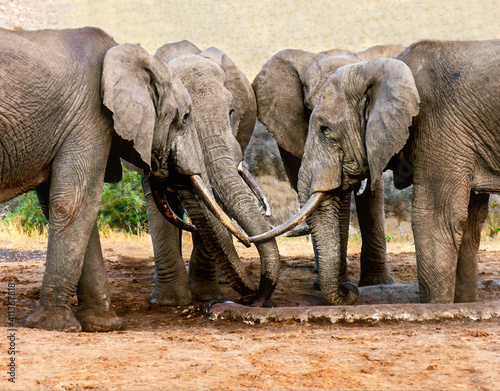 African Male Elephants in "Boys Club" Huddle. Male elephants are not included in family life with children