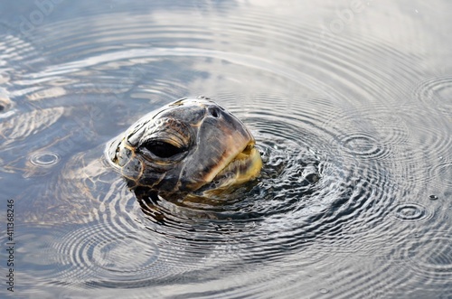 A sea turtle coming up for air making ripples and bubbles on top of the water surface