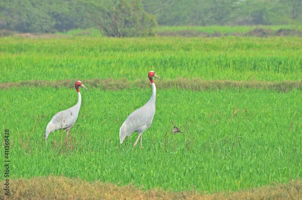 sarus crane sarus crane