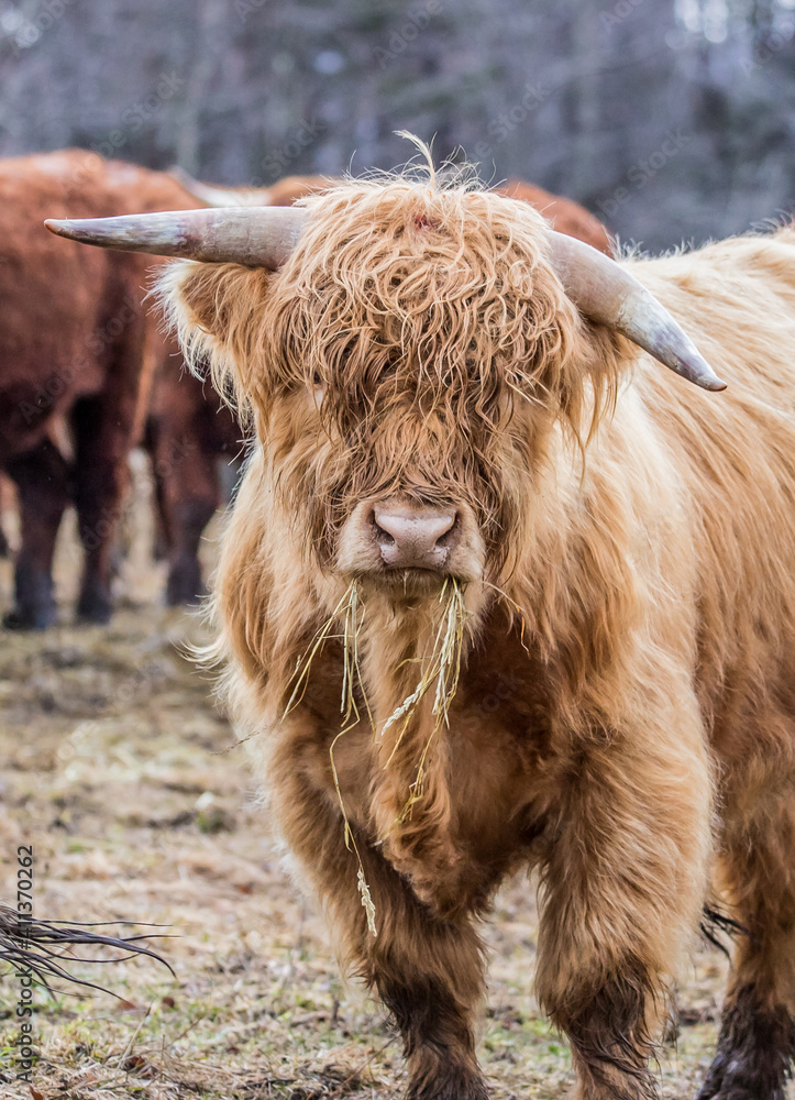 Highland cattle in snow field Highland cattle in snow field