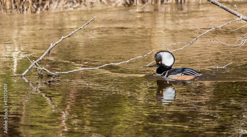 wild ducks on river in spring photo