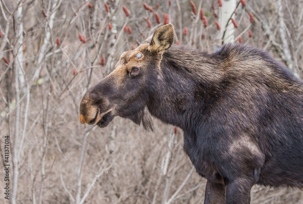 Moose eating in grass