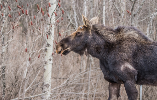 Moose eating in grass