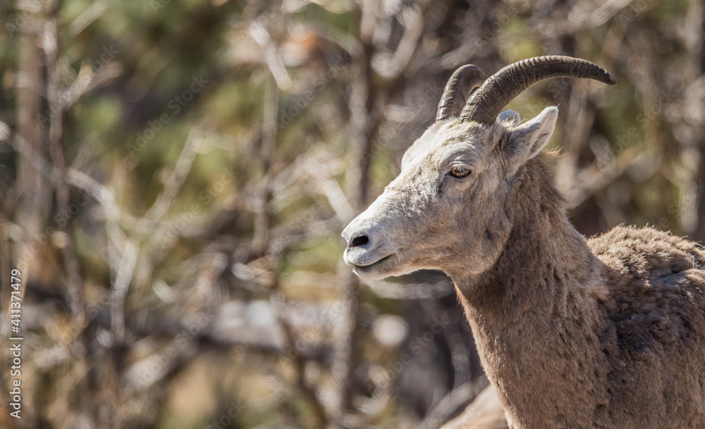 Desert bighorn sheep in badlands