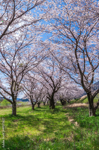 春、満開の桜の下で