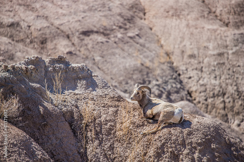 Desert bighorn sheep in badlands