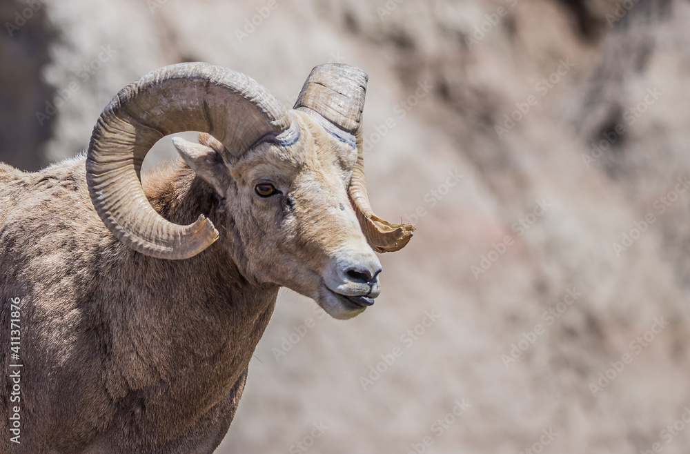 Desert bighorn sheep in badlands