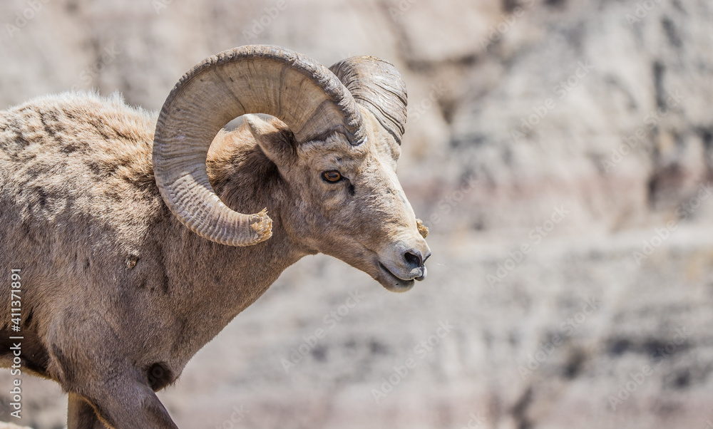 Desert bighorn sheep in badlands