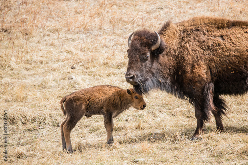 Bison roaming in the west © Jen