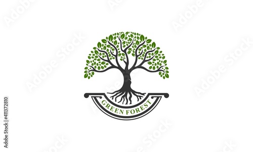 Rustic retro vintage woodland, evergreen, pines, spruce, cedar trees logo design Premium Vector, easy to edit