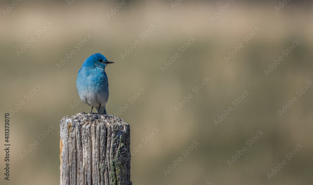 Fototapeta premium Western blue bird on post