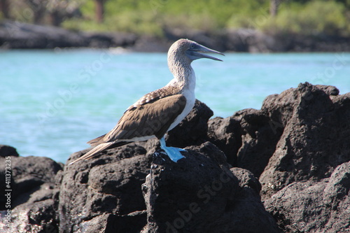 Blue Footed Booby - Galapagos Islands.