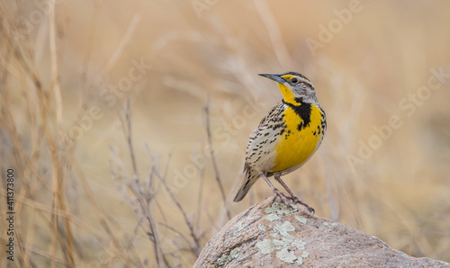 Western meadowlark singing on rock 