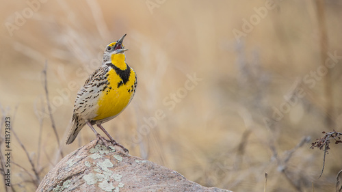 Western meadowlark singing on rock  photo