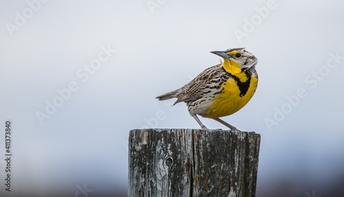 Western meadowlark singing on rock  photo