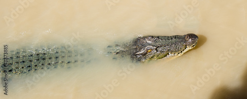 A swimming crocodile in Adelaide River