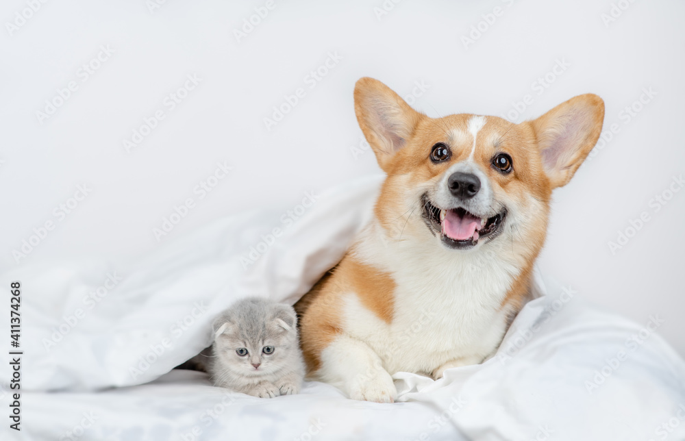Pembroke welsh corgi dog and gray kitten sit together under warm blanket on a bed at home. Empty space for text